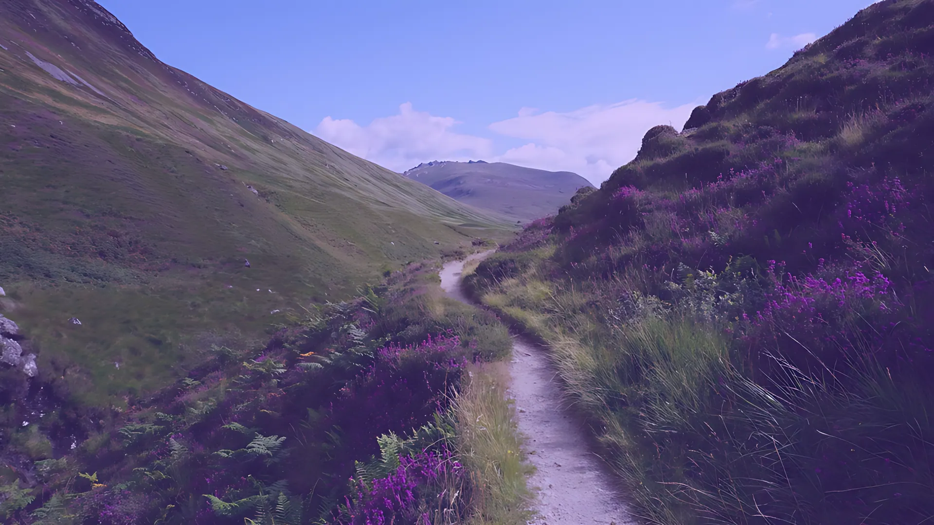 A footpath winding through purple heather in a green valley