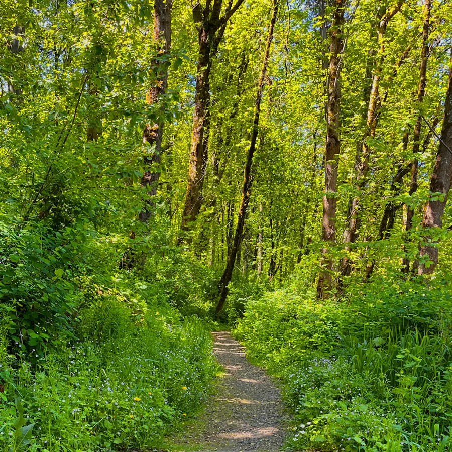 A trail through green woods